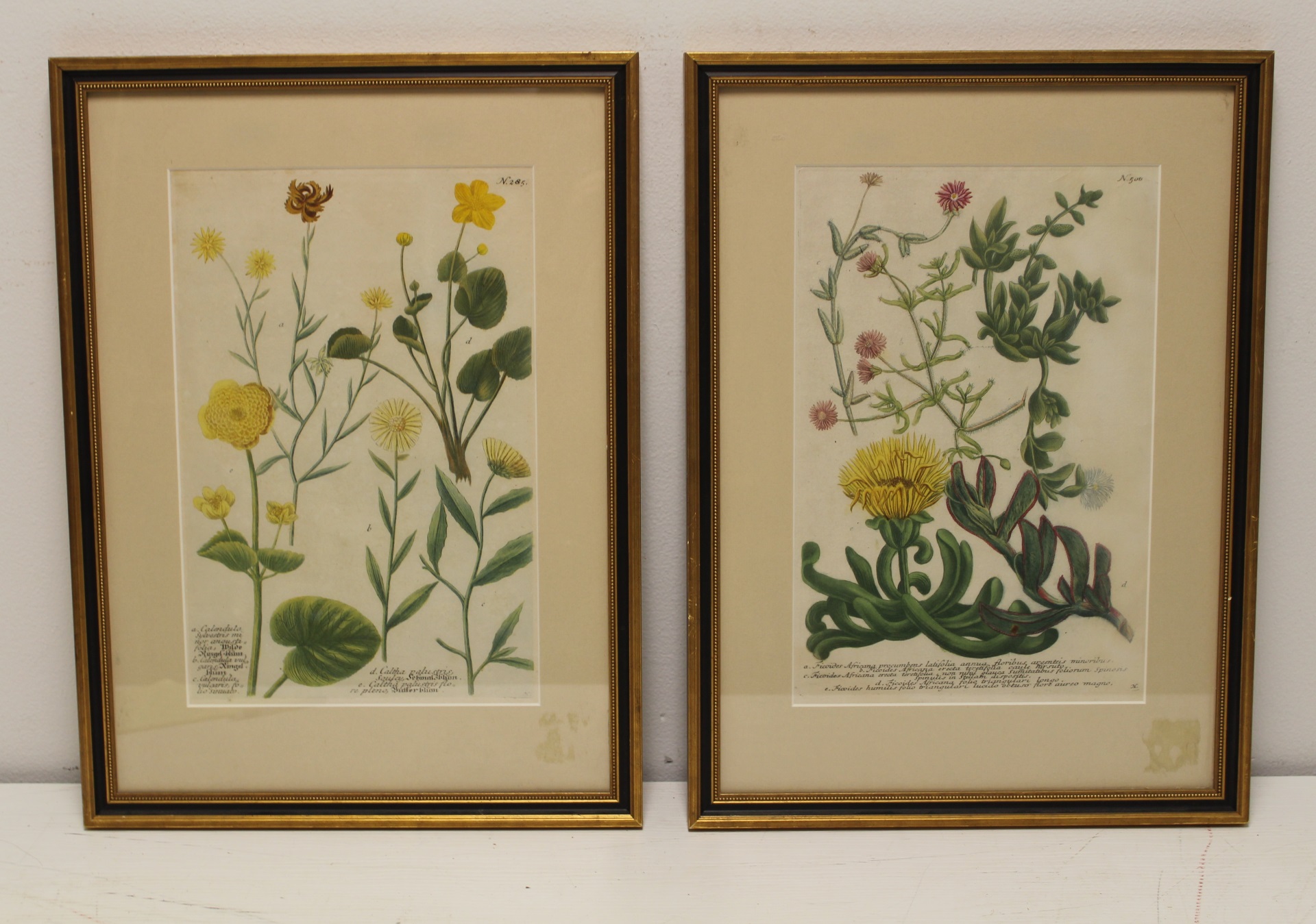 Pair of Hand Colored Botanical Engravings. | Barnebys